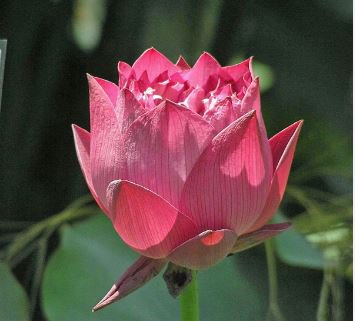 Heirloom Middle Red Nelumbo Nucifera Lotus Flower 1 PCS Seeds