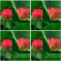 Heirloom Middle Red Nelumbo Nucifera Lotus Flower 1 PCS Seeds