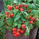 Heirloom Milky Bright Red Oval Little Dwarf Tomato 25 PCS Seeds