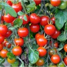 Heirloom Mini Bright Red Cherry Tomato Fruits 100 PCS Seeds Heirloom Mini Bright Red Cherry Tomato Fruits 100 PCS Seeds