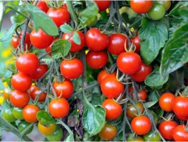 Heirloom Mini Bright Red Cherry Tomato Fruits 100 PCS Seeds