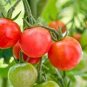 Heirloom Mini Bright Red Cherry Tomato Fruits 100 PCS Seeds