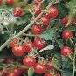 Heirloom Mini Bright Red Cherry Tomato Fruits 100 PCS Seeds