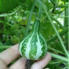 Heirloom Miniature Tennessee Dancing Spinner Gourd Cucurbita Pepo 10 PCS Seeds