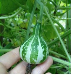 Heirloom Miniature Tennessee Dancing Spinner Gourd Cucurbita Pepo 10 PCS Seeds