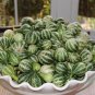 Heirloom Miniature Tennessee Dancing Spinner Gourd Cucurbita Pepo 10 PCS Seeds