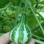 Heirloom Miniature Tennessee Dancing Spinner Gourd Cucurbita Pepo 10 PCS Seeds