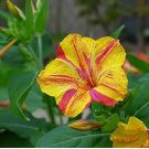 Heirloom Mix Four O'clock Marvel of Peru Flowers 20 PCS Seeds Heirloom Mix Four O'clock Marvel of Peru Flowers 20 PCS Seeds