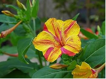 Heirloom Mix Four O'clock Marvel of Peru Flowers 20 PCS Seeds