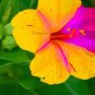 Heirloom Mix Four O'clock Marvel of Peru Flowers 20 PCS Seeds