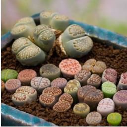 Heirloom Mix Lithops Pseudotruncatella Succulent Plant 100 PCS Seeds