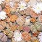 Heirloom Mix Lithops Pseudotruncatella Succulent Plant 100 PCS Seeds