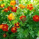 Heirloom Mixed French Marigold Annual Flowers 50 PCS Seeds