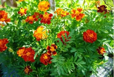Heirloom Mixed French Marigold Annual Flowers 50 PCS Seeds