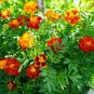 Heirloom Mixed French Marigold Annual Flowers 50 PCS Seeds
