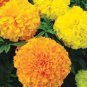 Heirloom Mixed French Marigold Annual Flowers 50 PCS Seeds