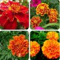 Heirloom Mixed French Marigold Annual Flowers 50 PCS Seeds