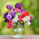 Heirloom Mixed Latifolius Sweet Pea 8 PCS Seeds
