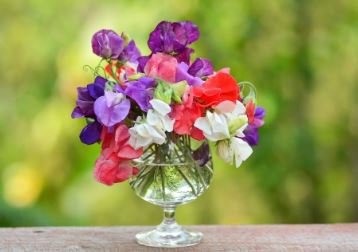 Heirloom Mixed Latifolius Sweet Pea 8 PCS Seeds