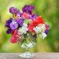 Heirloom Mixed Latifolius Sweet Pea 8 PCS Seeds