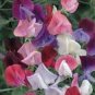 Heirloom Mixed Latifolius Sweet Pea 8 PCS Seeds