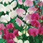 Heirloom Mixed Latifolius Sweet Pea 8 PCS Seeds