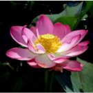 Heirloom Mixed Pink Rose Red Blue Orange Lotus Nelumbo Nucifera Flower 5 PCS Seeds