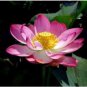 Heirloom Mixed Pink Rose Red Blue Orange Lotus Nelumbo Nucifera Flower 5 PCS Seeds