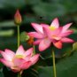 Heirloom Mixed Pink Rose Red Blue Orange Lotus Nelumbo Nucifera Flower 5 PCS Seeds