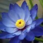 Heirloom Mixed Pink Rose Red Blue Orange Lotus Nelumbo Nucifera Flower 5 PCS Seeds