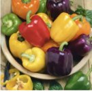 Heirloom Mixed Yellow Green Red Orange Sweet Bell Pepper Organic 50 PCS Seeds