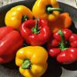 Heirloom Mixed Yellow Green Red Orange Sweet Bell Pepper Organic 50 PCS Seeds