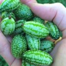 Heirloom Mouse Melon Sandiita Cucamelon Melothria Scabra 20 PCS Seeds