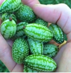 Heirloom Mouse Melon Sandiita Cucamelon Melothria Scabra 20 PCS Seeds