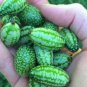 Heirloom Mouse Melon Sandiita Cucamelon Melothria Scabra 20 PCS Seeds