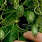 Heirloom Mouse Melon Sandiita Cucamelon Melothria Scabra 20 PCS Seeds