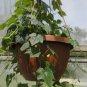 Heirloom Mouse Melon Sandiita Cucamelon Melothria Scabra 20 PCS Seeds
