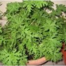 Heirloom Mozzie Buster Mosquito Repellent Herb Weed 30 PCS Seeds Heirloom Mozzie Buster Mosquito Repellent Herb Weed 30 PCS Seeds