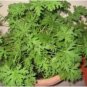 Heirloom Mozzie Buster Mosquito Repellent Herb Weed 30 PCS Seeds