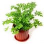 Heirloom Mozzie Buster Mosquito Repellent Herb Weed 30 PCS Seeds