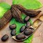 Heirloom Mucuna Pruriens 5 PCS Seeds