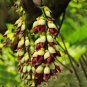 Heirloom Mucuna Pruriens 5 PCS Seeds