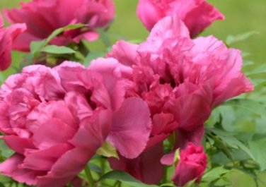 Heirloom Multi-petalled Pink Peony Tree 'Wu Zhi' Flower 5 PCS Seeds