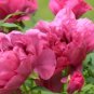 Heirloom Multi-petalled Pink Peony Tree 'Wu Zhi' Flower 5 PCS Seeds