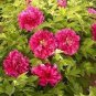 Heirloom Multi-petalled Pink Peony Tree 'Wu Zhi' Flower 5 PCS Seeds