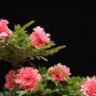 Heirloom Multi-petalled Pink Peony Tree 'Wu Zhi' Flower 5 PCS Seeds