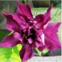 Heirloom Multi-petalled Purple Morning Glory Ipomoea Nil Annual Flower 10 PCS Seeds