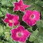 Heirloom Multi-petalled Purple Morning Glory Ipomoea Nil Annual Flower 10 PCS Seeds