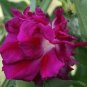 Heirloom Multi-petalled Purple Morning Glory Ipomoea Nil Annual Flower 10 PCS Seeds