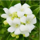 Heirloom Murraya Paniculata Orange Jasmine 20 PCS Seeds Heirloom Murraya Paniculata Orange Jasmine 20 PCS Seeds